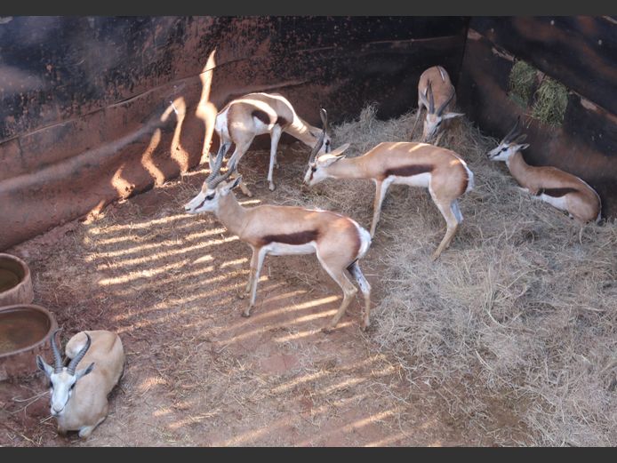 Springbokke