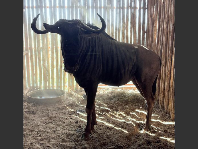 Blouwildebees Bul