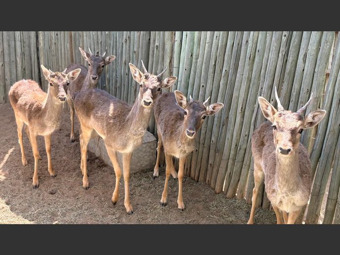 Takbokke
