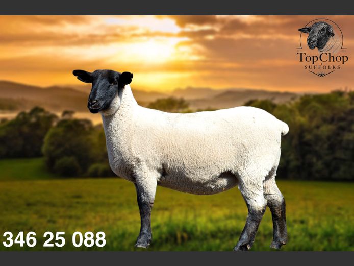 Commercial Ewe | TOPCHOP SUFFOLK