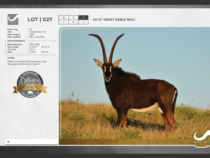 Sable | Woody Cape Wildlife (Pty) Ltd