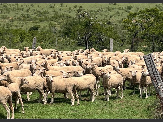 Ewes | P & J van Niekerk