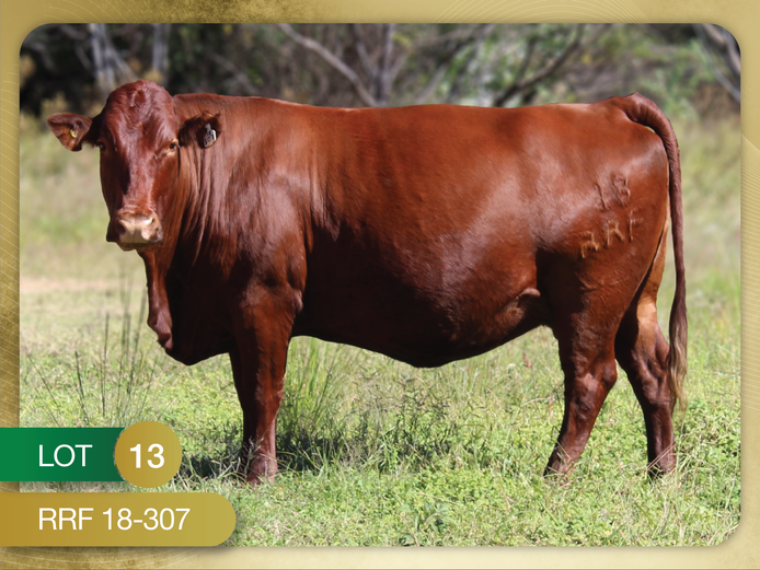 RRF 180307 | CULMPINE BONSMARAS