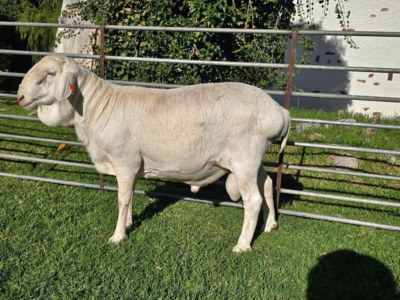 Lot 5 | NASIONALE SAVANNA & VAN ROOY VEILING | SwiftVEE | South Africa ...