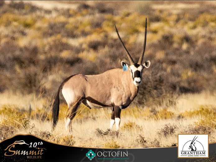 41 6/8" Oryx Hunting Bull