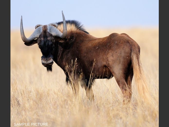 BLACK WILDEBEEST | GOLDEN GAME WILDLIFE 
