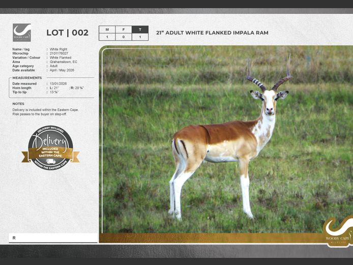 Impala - White Flanked | Woody Cape Wildlife (Pty) Ltd