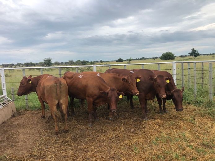 Kommersële Vroulike Diere