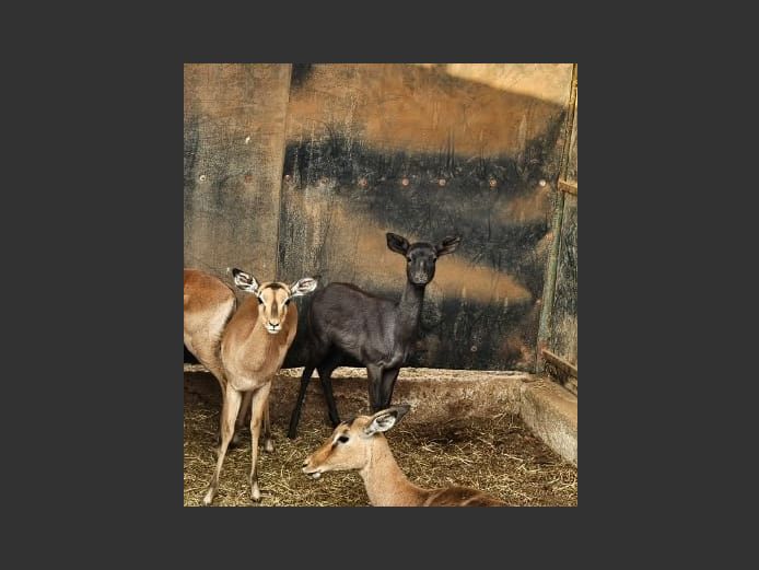 BLACK IMPALA | SKUINSHOEK
