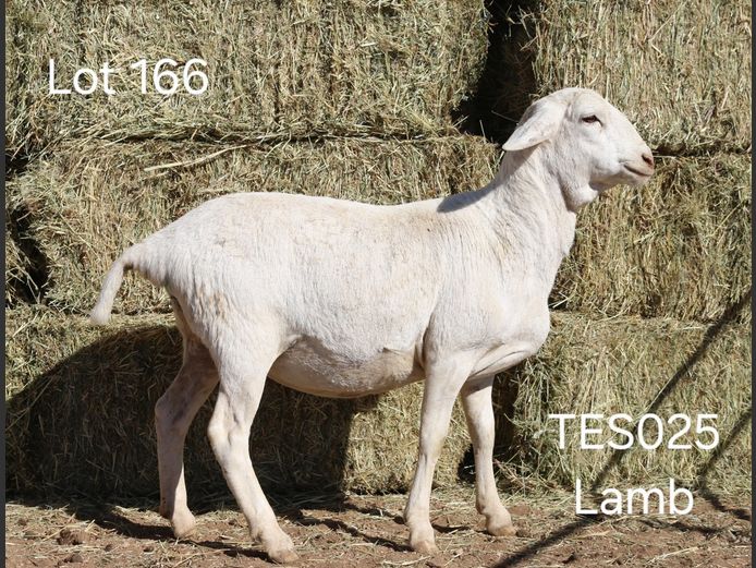 TES023 | TES031 | TES026 | TES025 | I SPANGENBERG