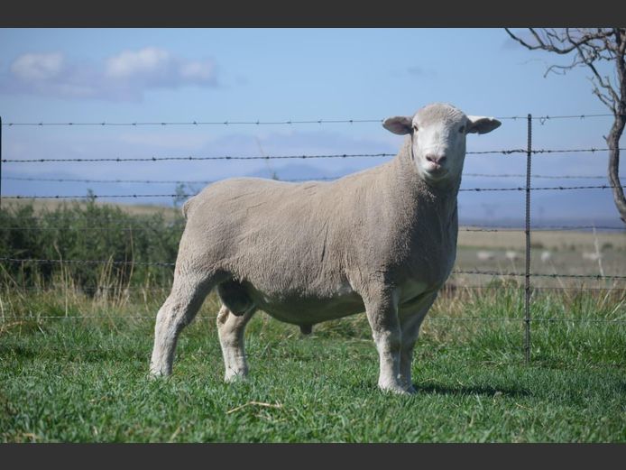 T 240561 | TWEE BROERS DORMER STOET