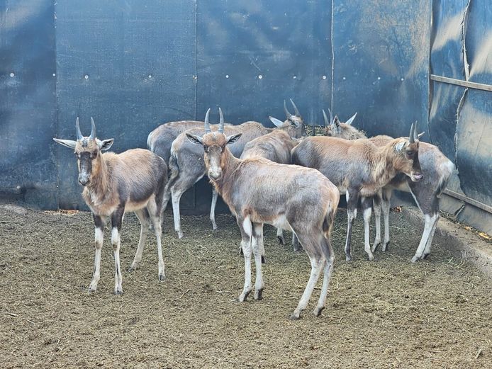 BLESBOK | NYLSVLEI