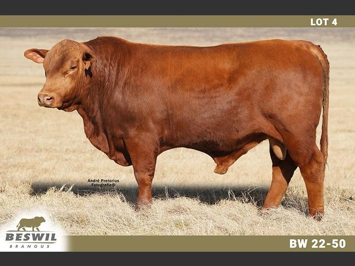 BW2250 | FRANCOIS JACOBUS SCHOLTZ