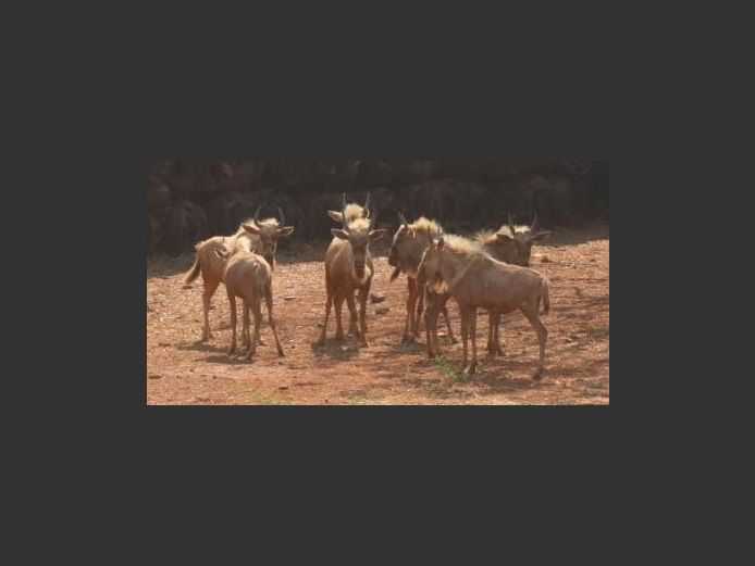 GOLDEN GNU