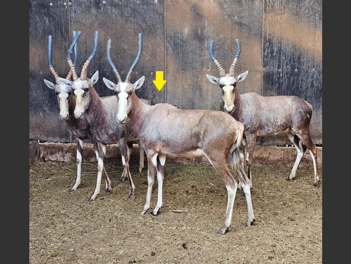 SILVER BLESBOK | HELICON