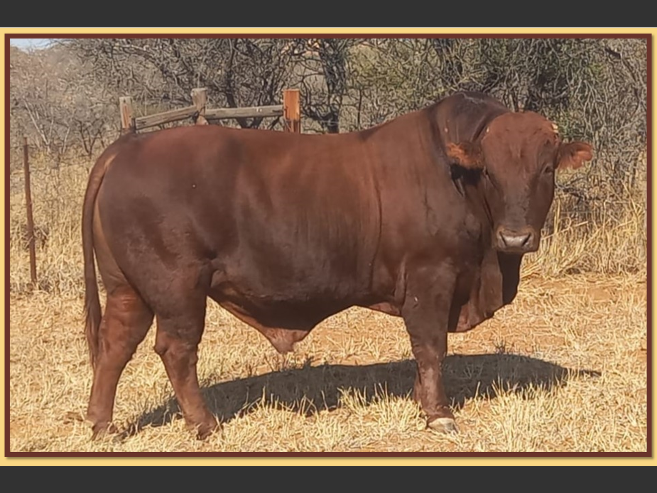 Lot 3 BRISTOW BONSMARA 52ND ANNUAL PRODUCTION SALE SwiftVEE