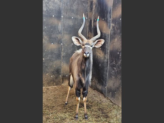 NYALA | THABA ENTLE