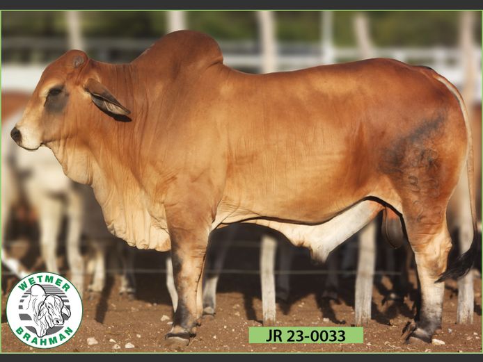 23-0033JR | WETMER BRAHMAN