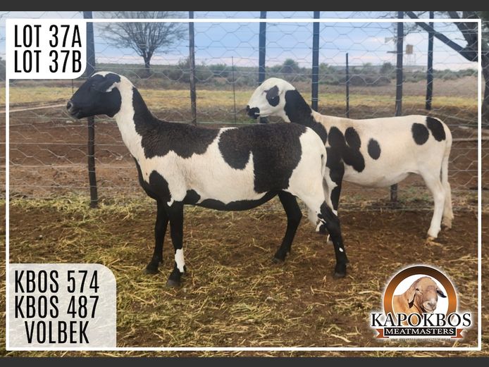 KBOS574 | Kapokbos Meatmasters