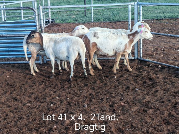 Kommersiële Diere | Dirk Steenkamp Meatmasters