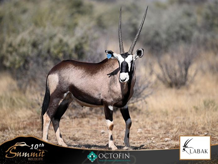30" Saddleback Oryx Bull