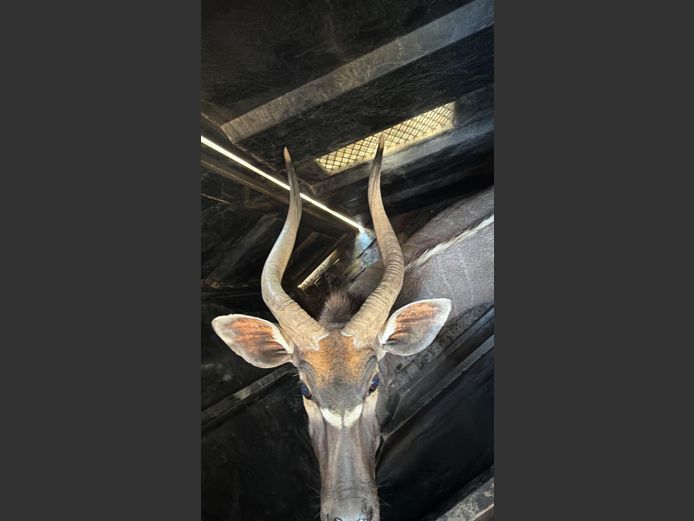 Nyala Bul