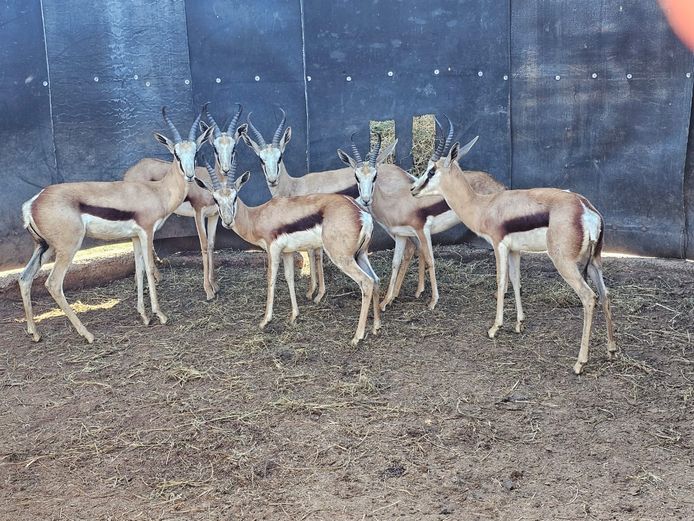 SPRINGBUCK | DH CILLIERS