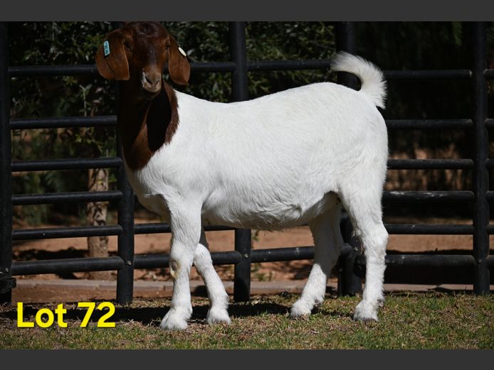 776-25-191 | Nico Botha Boerbokstoet