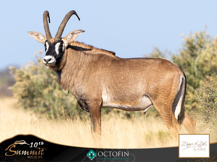 35 3/8" Roan Bull "Axel"