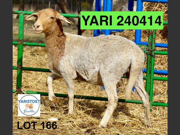 240414 | YARI STOET