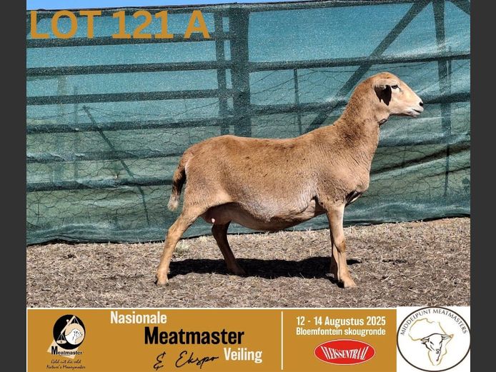 HO 21 055 | HP Oosthuizen - Middelpunt Meatmasters