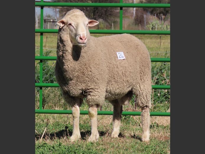 170 | Rooipoort Poenskop Merinos