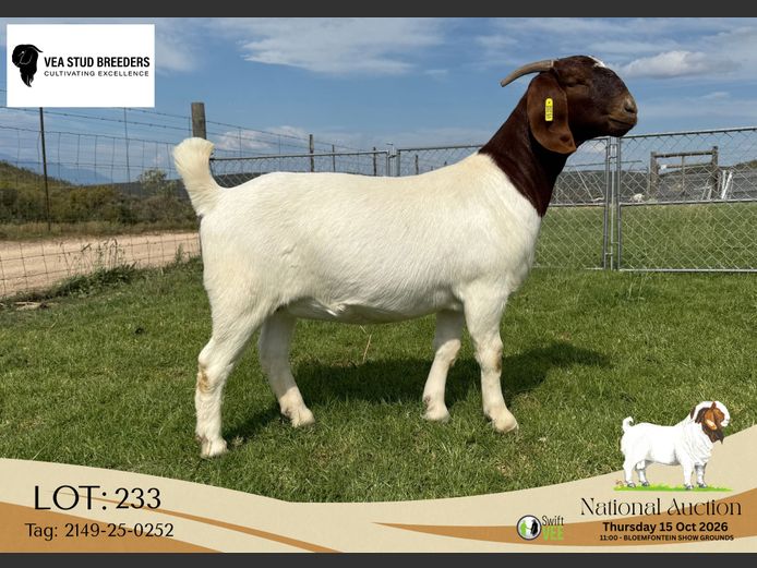 2149-25-0252 | VEA Stud Breeders