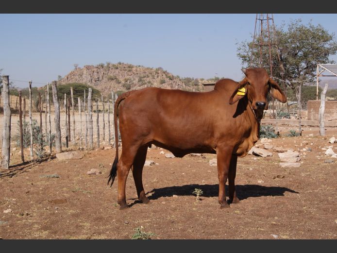 22-0033DNC | DANECO BRAHMAN STOET