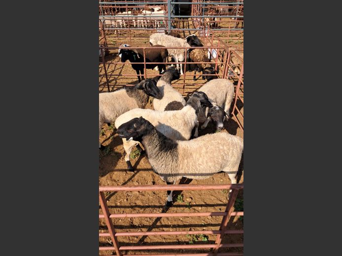 MEATMASTER | CROCO BOERDERY