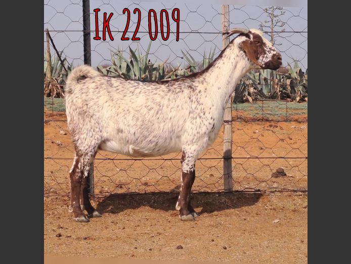 IK 22 009 | Erik De Witt