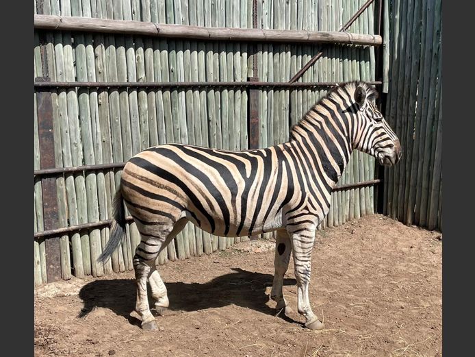 Zebra