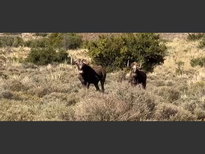 Koning Swart Wildebees | Fanie Botha