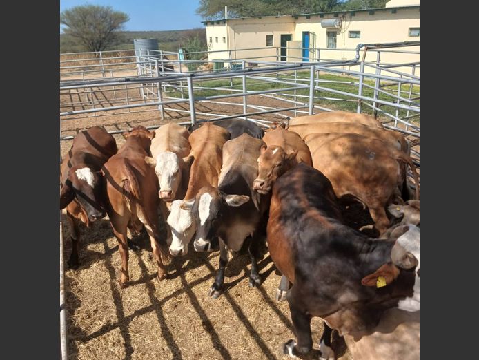 COWS | DOLL FARMING PREMIUM AUCTION