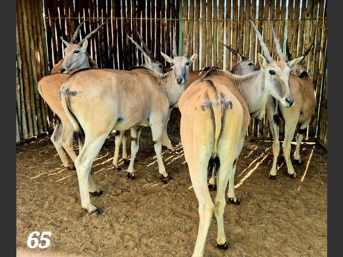ELAND | SCHALK VAN ZYL
