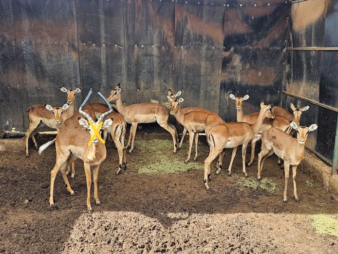 IMPALA | DIAMOND MINE