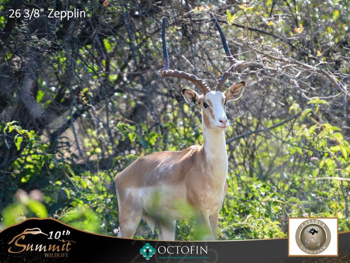 White Flank Impala Ewes running with 26 3/8" Zepplin