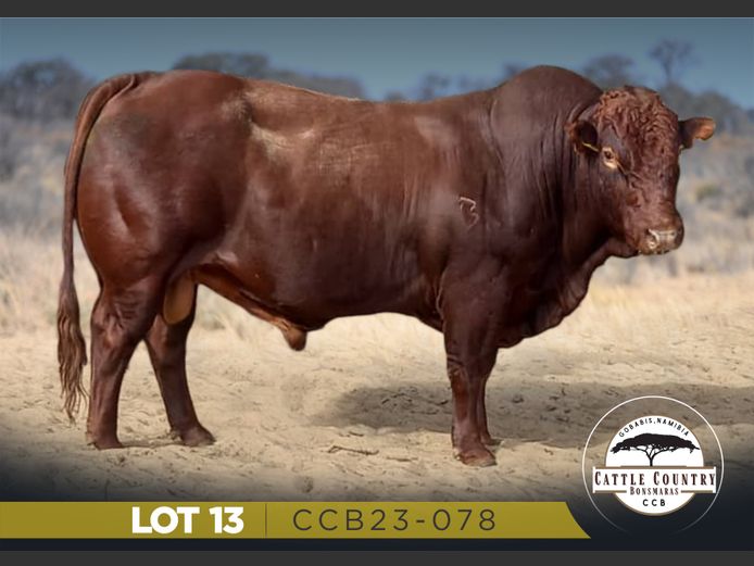 CCB23-078 | CATTLE COUNTRY BONSMARA