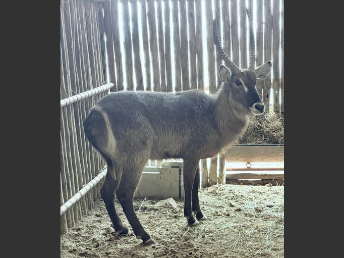 Waterbok Bul