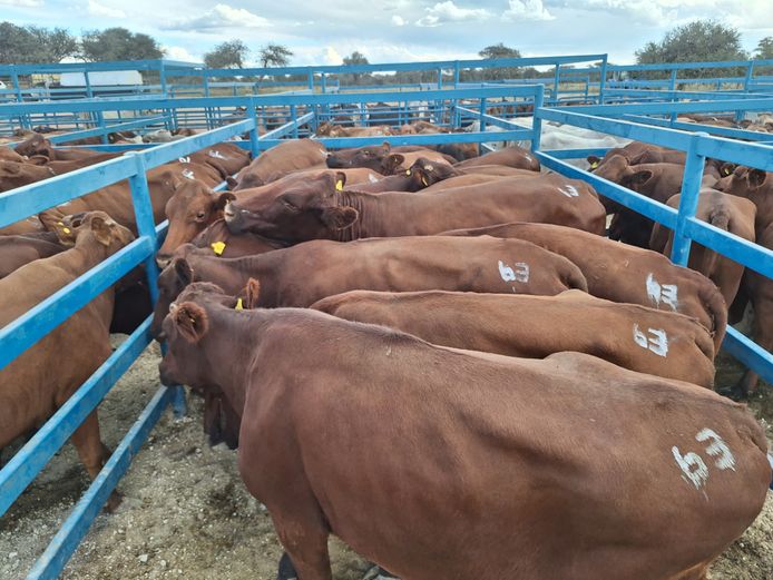 Commercial Cow Medium