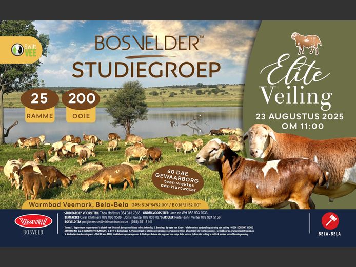 BOSVELDER STUDIEGROEP ELITE VEILING