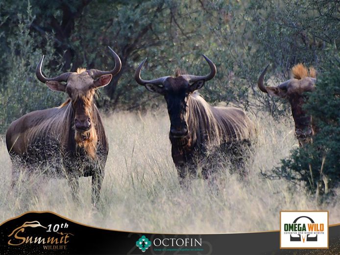 Sereste Split Wildebeest Cows running with 26" Seretse bull