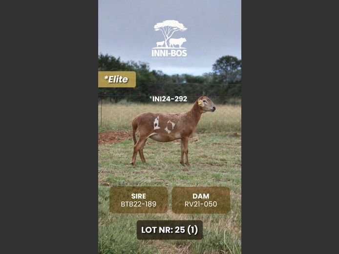 INI24-292 *Elite