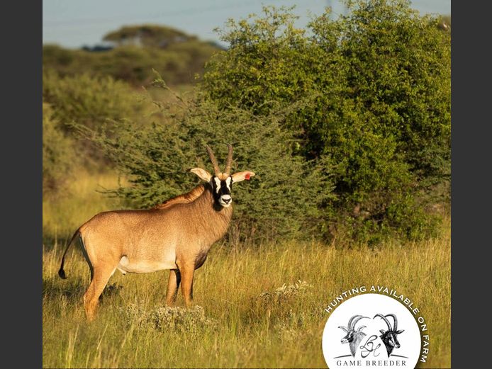 Roan Bull Mature | WATERBERG PLATO GAME BREEDERS