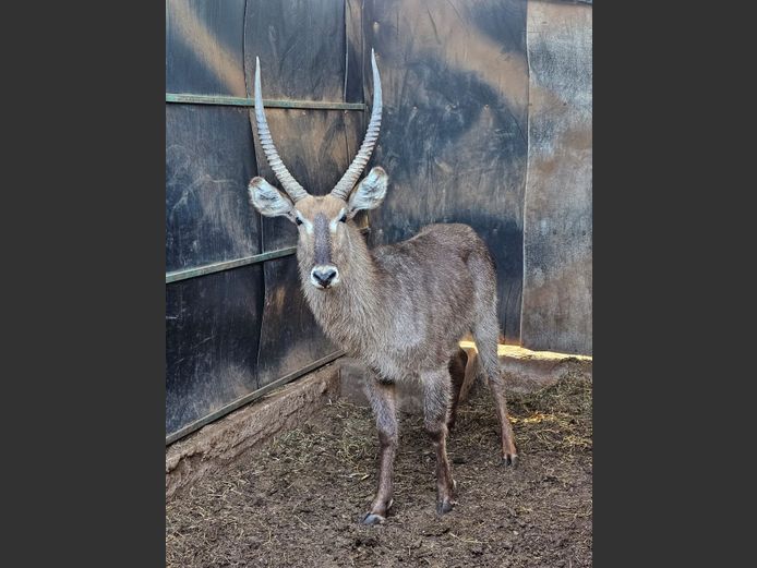 WATERBUCK | DAGBREEK